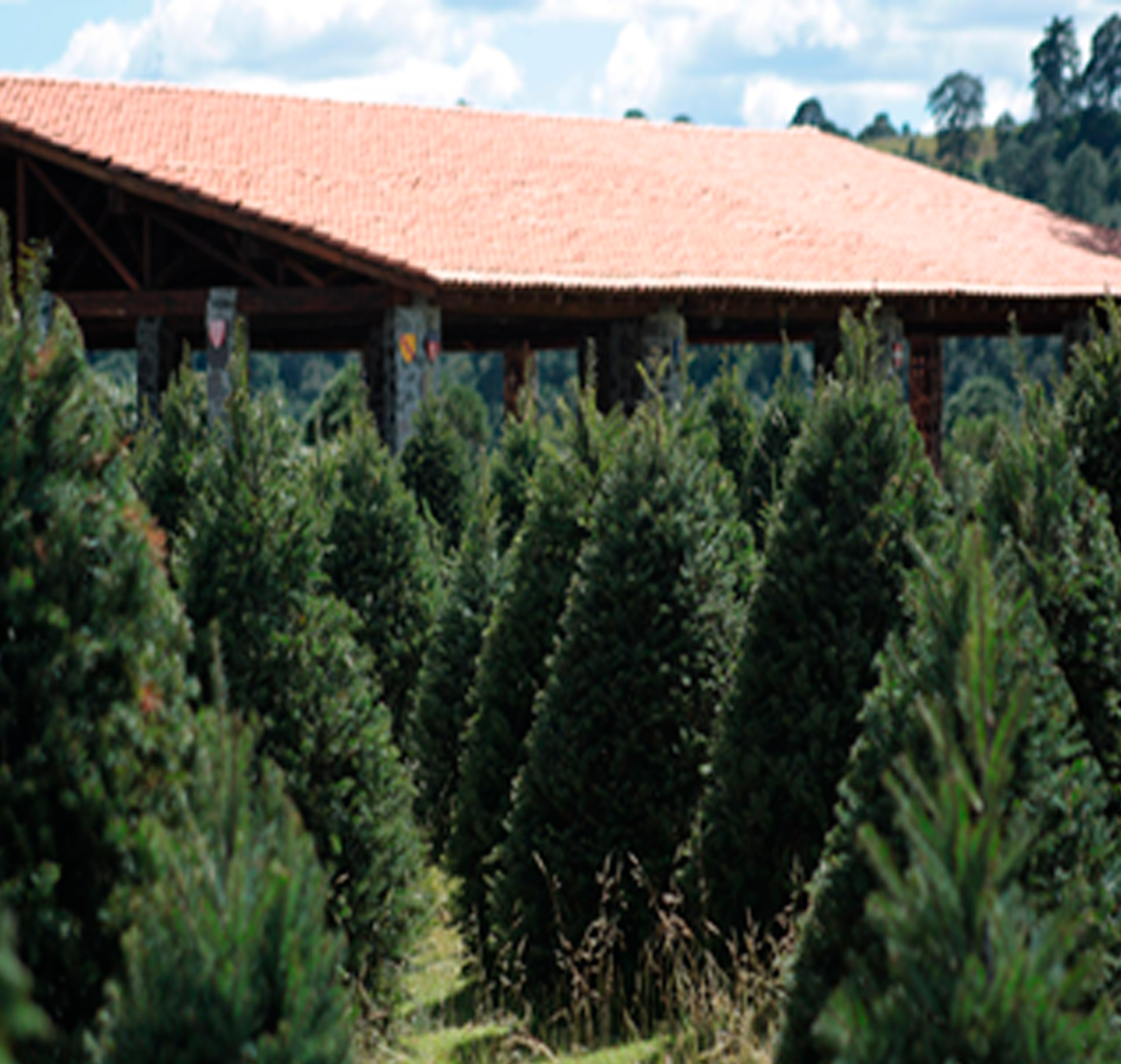 Pinos