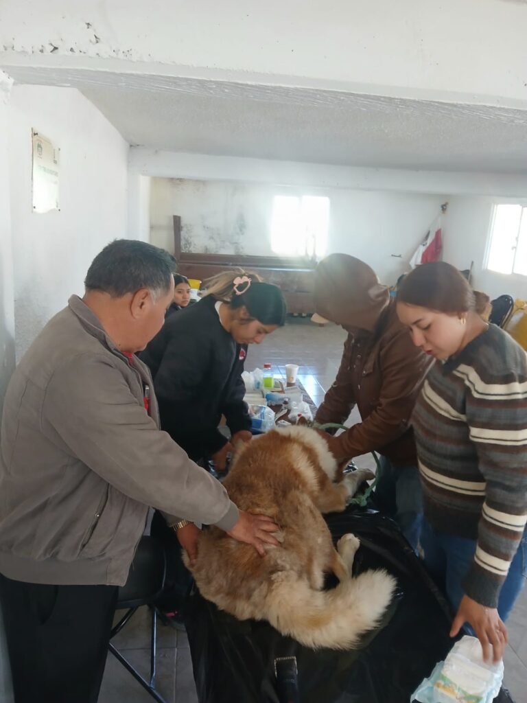 El H. Ayuntamiento de Tlahuapan, en coordinación con la Jurisdicción Sanitaria No. 5 de Huejotzingo (Departamento de Zoonosis), llevó a cabo una jornada gratuita de esterilización canina y felina en la localidad de San Francisco La Unión.