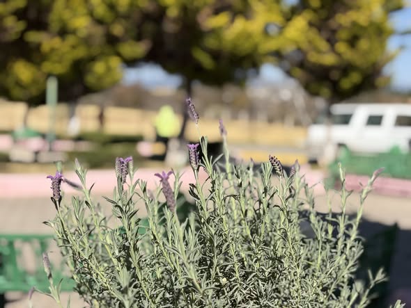 La brigada de Parques y Jardines realizó una gran  (#220)