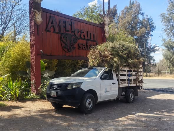 Como cada año, acudimos a Africam Safari para dona (#289)